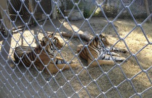Environmental CCTV - Tiger Enclosure